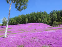 Shibazakura Festivals