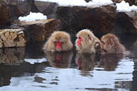 Snow Monkeys