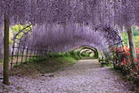 Wisteria