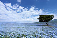 Baby Blue Eye Flowers at Hitachi Seaside Park