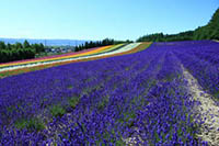 Lavenders in Hokkaido