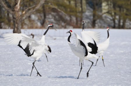 Japan Birding & Wildlife Tours