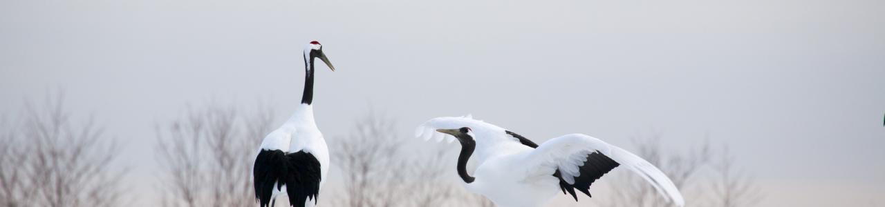 Birding Tours