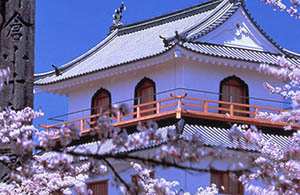 Cherry Blossoms Festivals