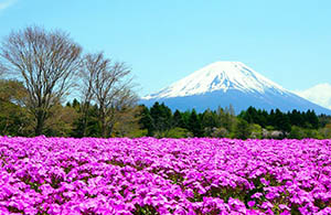 Fuji Shibazakura Festival