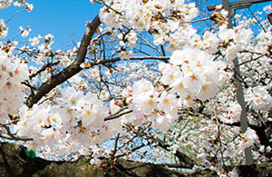 3 Ueno Park (Tokyo)