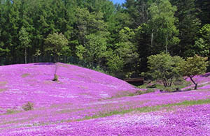 The Shibazakura Festivals of Hokkaido