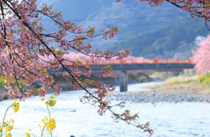 Kawazu Cherry Blossom Festival