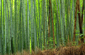 8 Arashiyama (Kyoto)