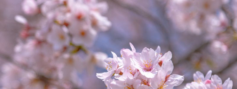 cherry blossom image