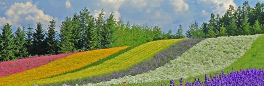 destination in japan Hokkaido